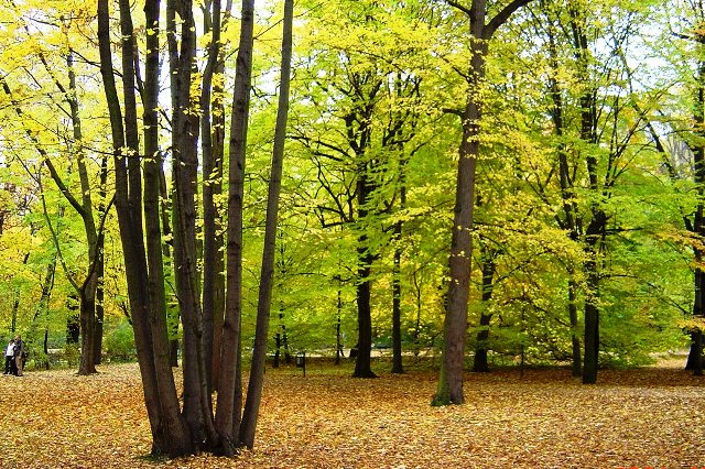ワジェンキ公園樹木